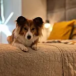 Nadbałtycki świt - Gdynia Pogorze